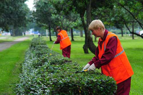 Озеленение дорог